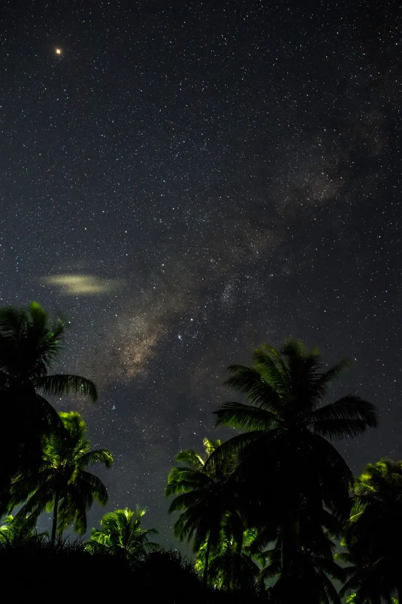 Palm trees and the night sky with stars and the milky way
